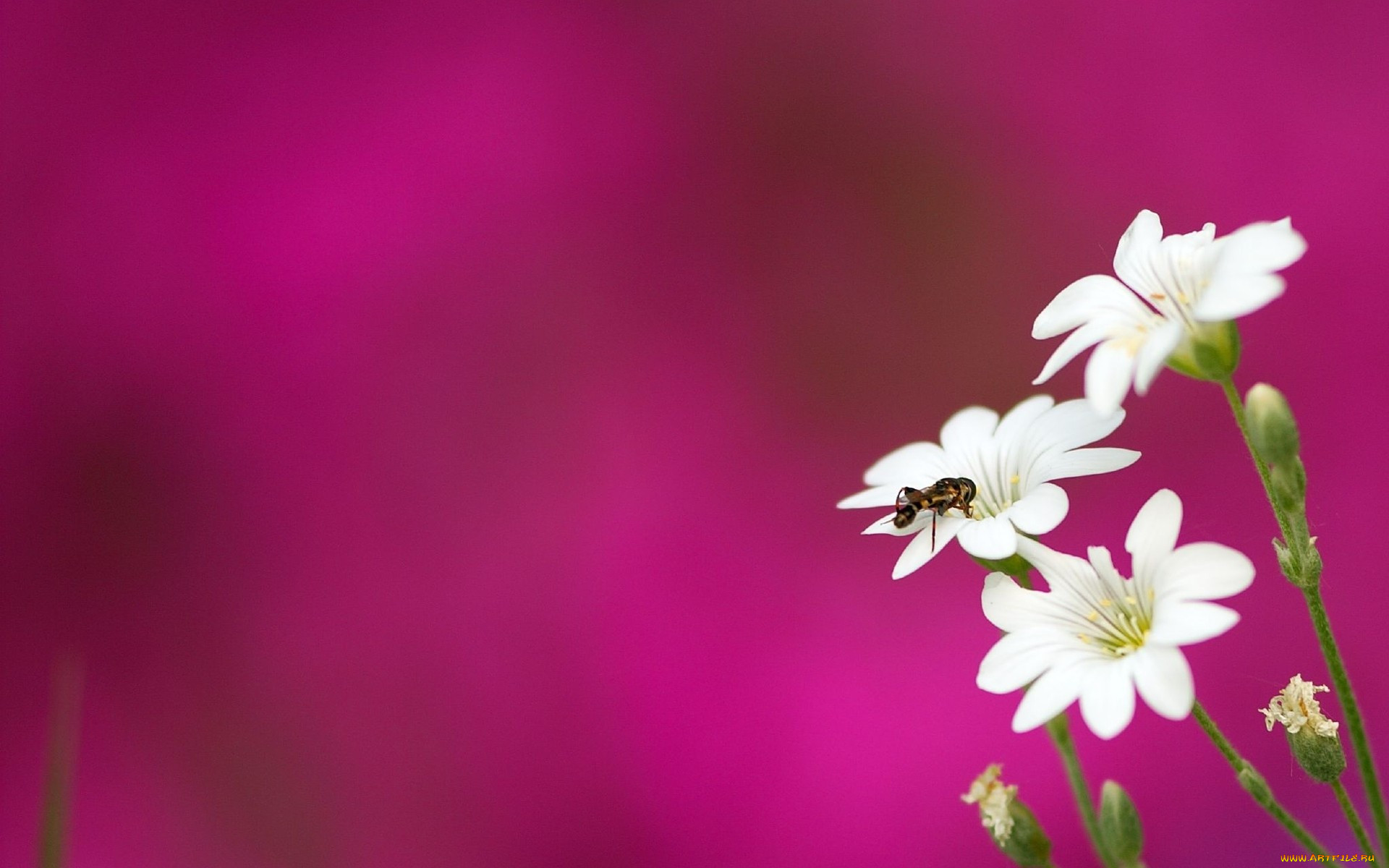 ,  , ,  , , , pink, flower